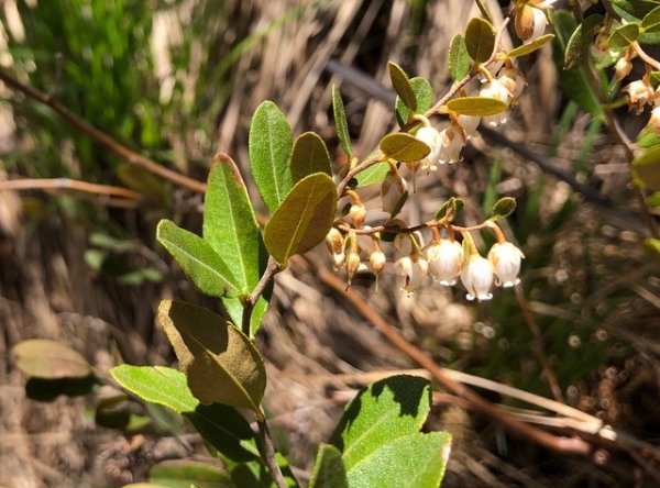 Leatherleaf [Chamaedaphne calyculata]