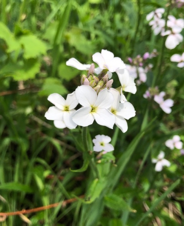 Dame's Rocket [Hesperis matronalis]