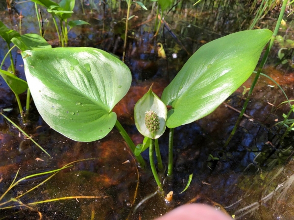Wild calla [Calla palustrus]