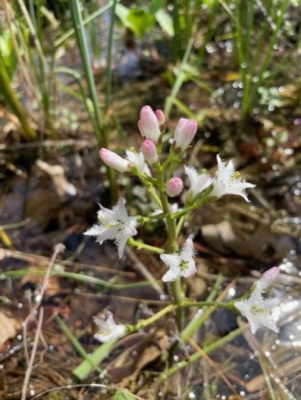Buckbean [Menyanthes trifoliata]