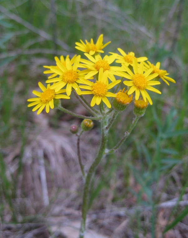 Golden Ragwort [Senecio aureus]