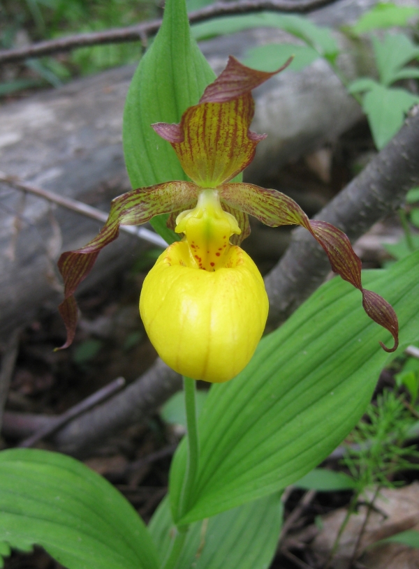 Yellow Lady Slipper [Cypripedium calceolus]