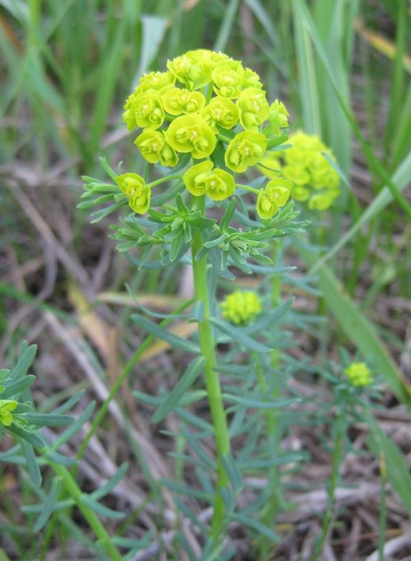 Cypress Spurge [Euphorbia cyparissias]