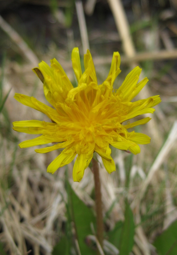 Common Dandelion [Taraxacum officinale]