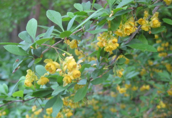 Common Barberry [Berberis vulgaris]