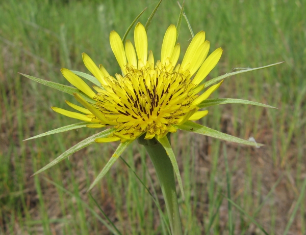 Yellow Goat's Beard [Tragopogon pratensis]
