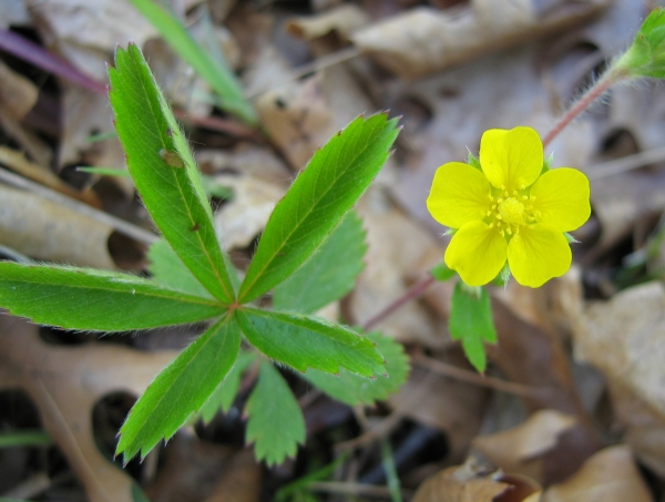 Common Cinquefoil [Potentilla simplex]