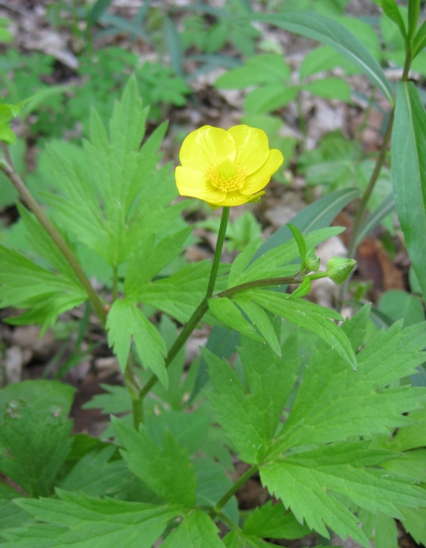 Common Buttercup [Ranunculus acris]