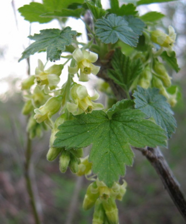 American Black Currant [Ribes mericanum]