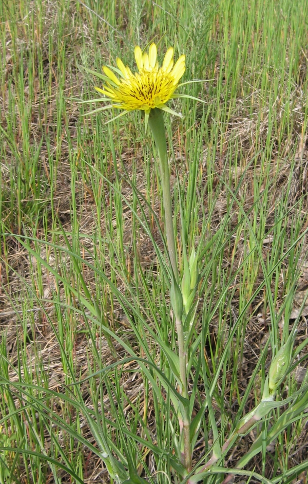 Yellow Goat's Beard [Tragopogon pratensis]