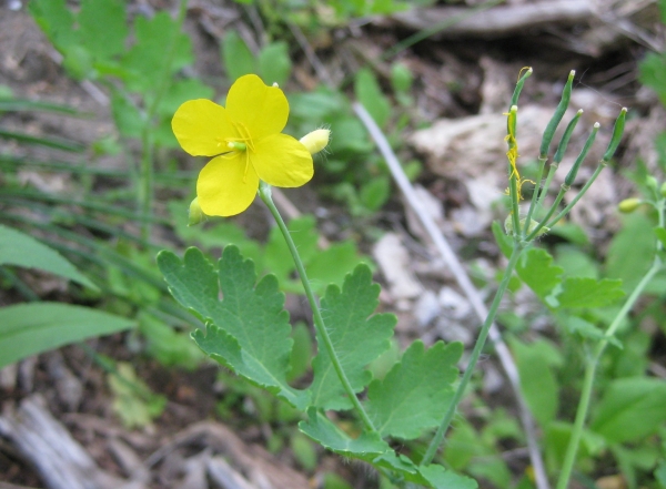 Celandine [Chelidonium majus]