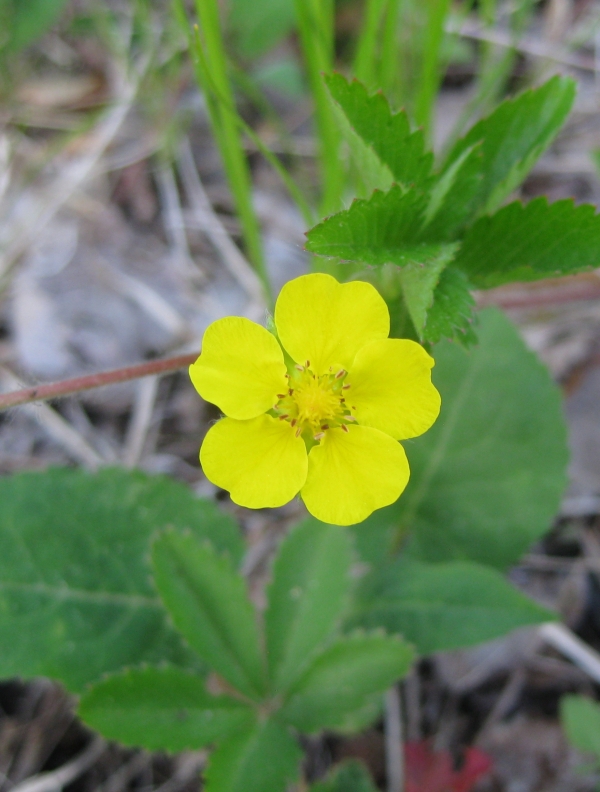 Common Cinquefoil [Potentilla simplex]