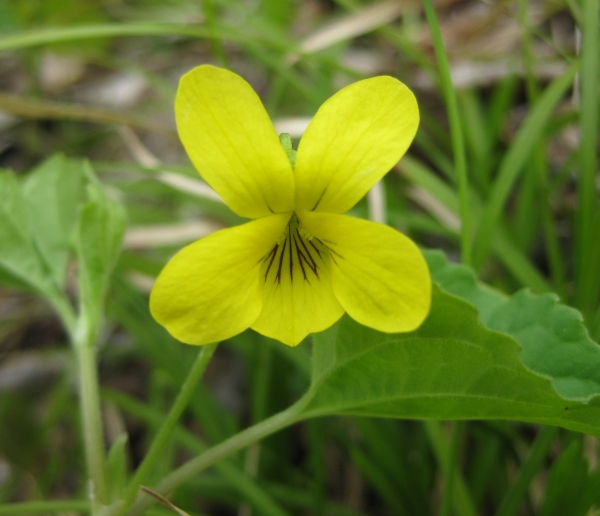 Smooth Yellow Violet [Viola pensylvanica]