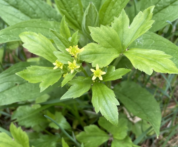 Hooked crowfoot [Randnculus recurvatus]