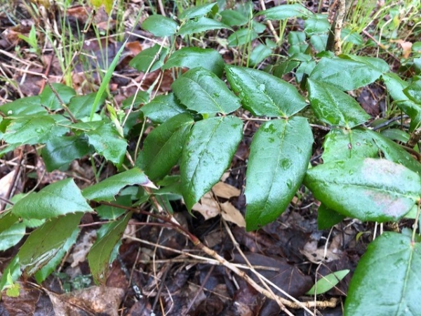 Oregon Grape [Berberis aquifolium]