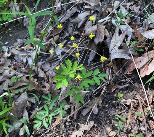 Yellow pimpernel [Taenida integerrima]