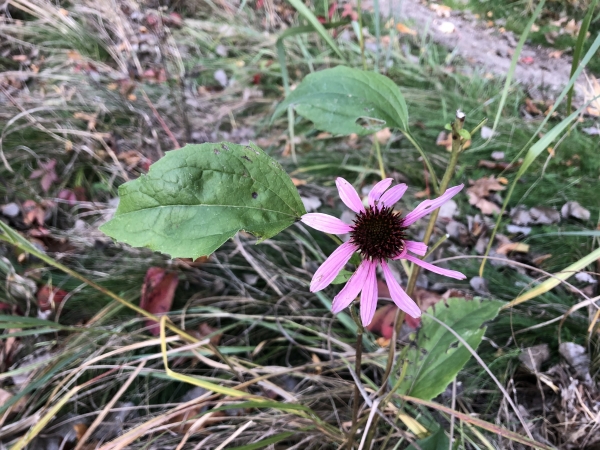 Purple Coneflower [Echinacea purpurea]