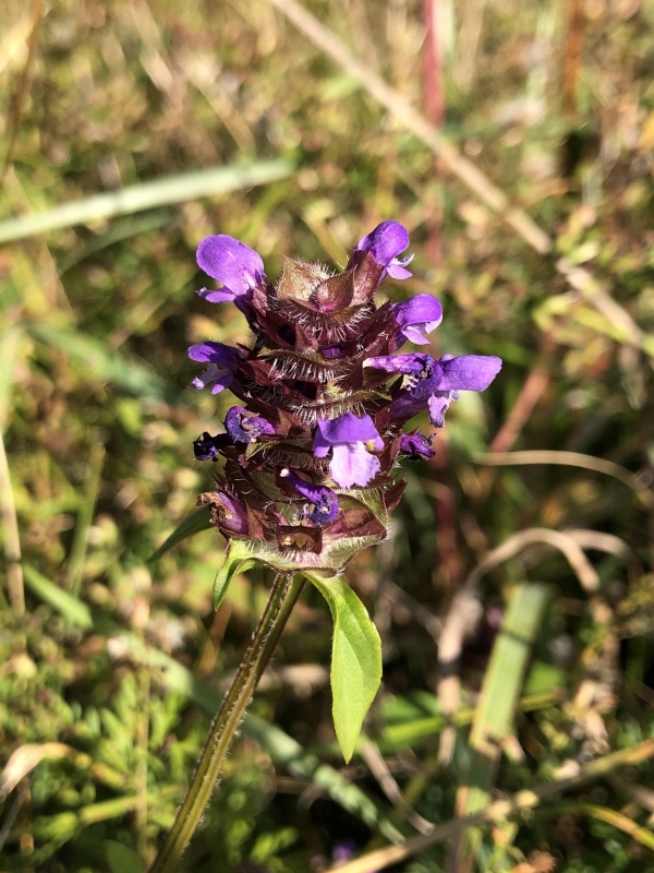 Heal-all  [Prunella vulgaris]