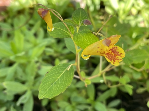 Jewelweed [Impatiens capensis]