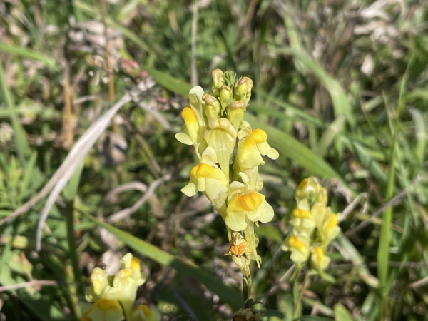 Yellow Toadflax [inaria vulgaris]