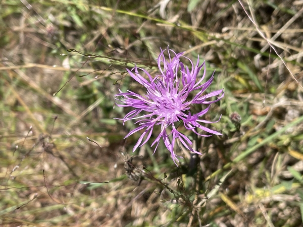 Spotted Knapweed [Centaurea stoebe ]