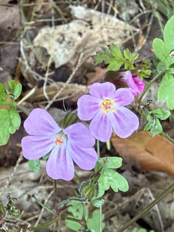 Herb robert [Geranium robertianum]