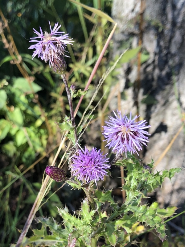 Canada Thistle [Cirsium arvense ]