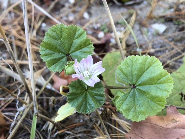 Common Mallow [Malva neglecta ]
