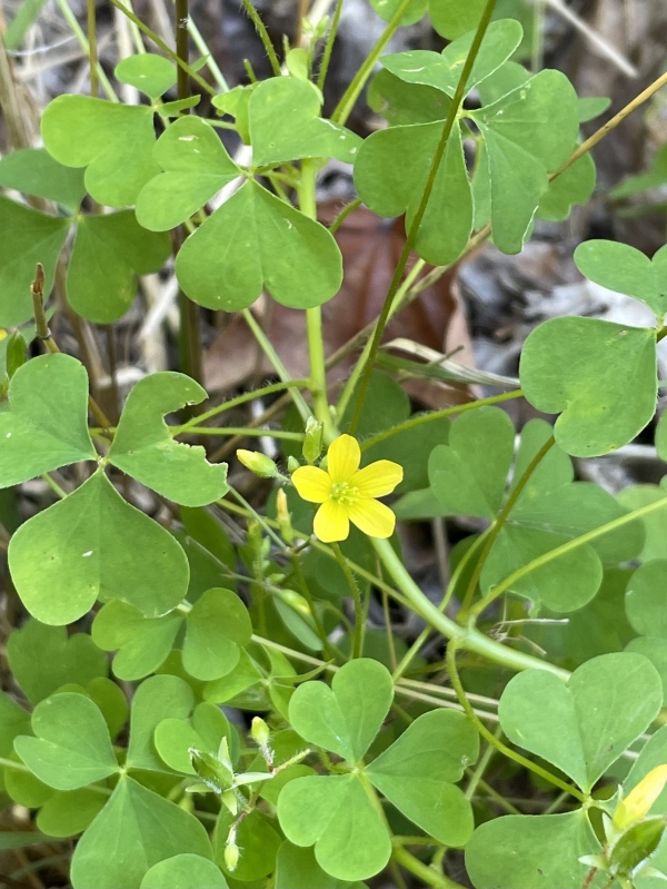 Yellow Wood-sorrel [Oxalis stricta]