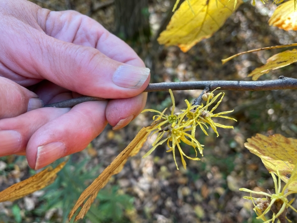 Witch-hazel [Hamamelis virginiana]