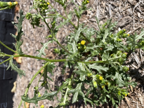 Common Groundsel [Senecio vulgaris]