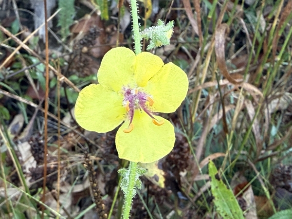 Moth Mullein [Verbascum blattaria]