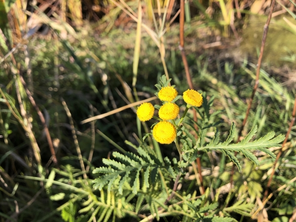 Common Tansy [Tanacetum vulgare]