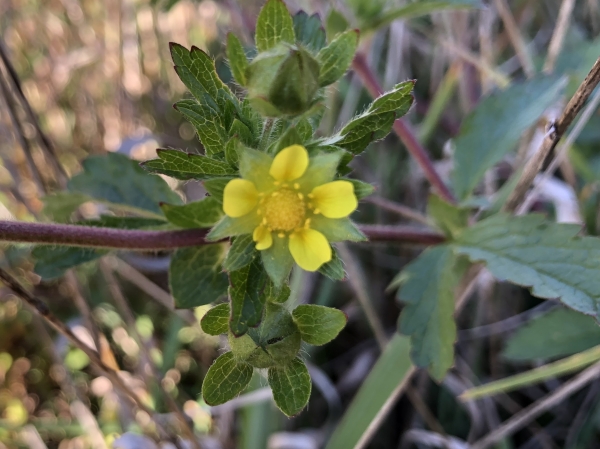 Rough Cinquefoil [Potentilla norvegica ]