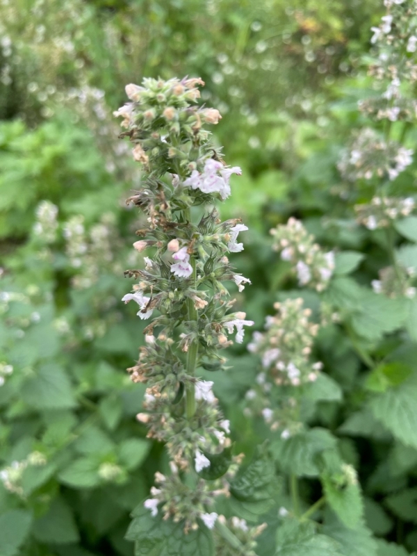 Catnip [Nepeta calarie]