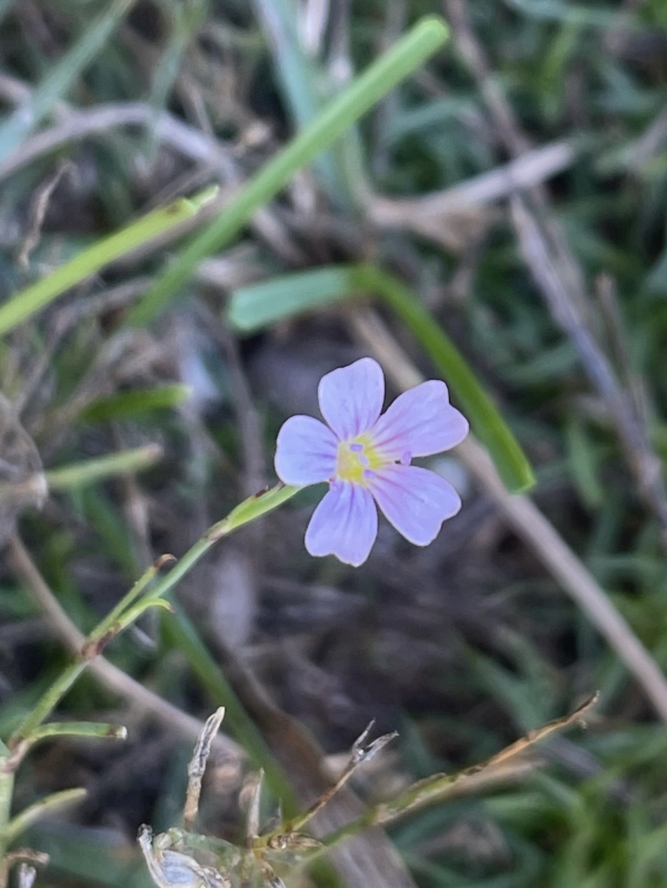 Tunic Flower [Pettrorhagia saxifraga]