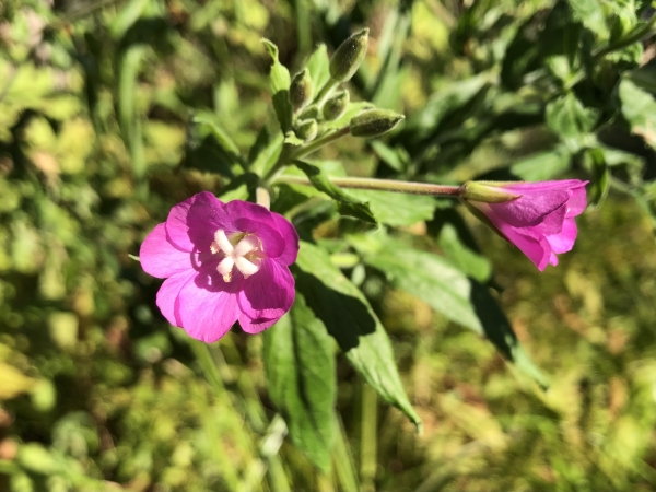 Great Willow-herb [Epilobium hirsutum ]