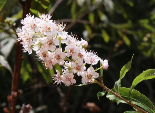 Meadowsweet [Spirea latifolia]