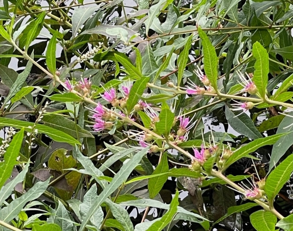 Swamp Loosestrife [Decodon verticillatus]
