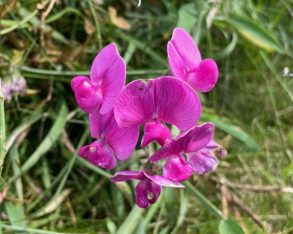 Broad-leaved Sweet Pea [Lathyrus latifolius]