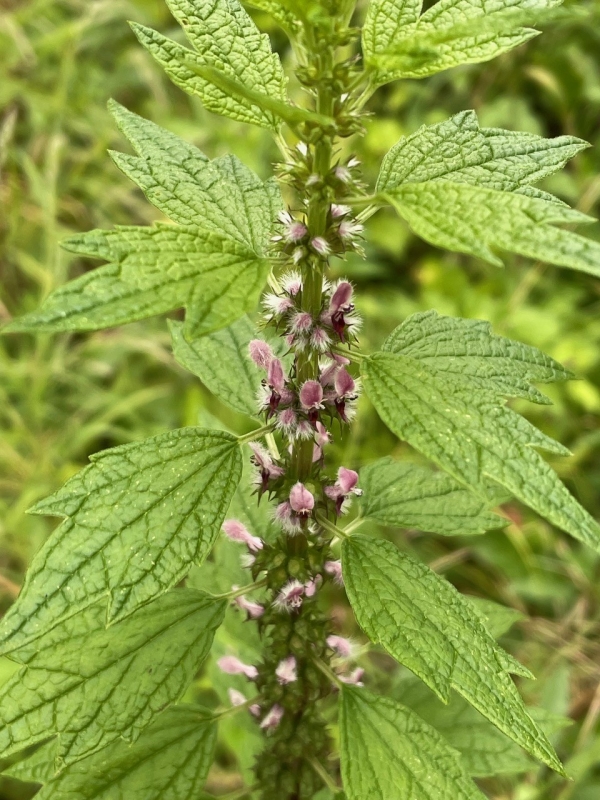 Common Motherwort [Leonurus cardiaca]