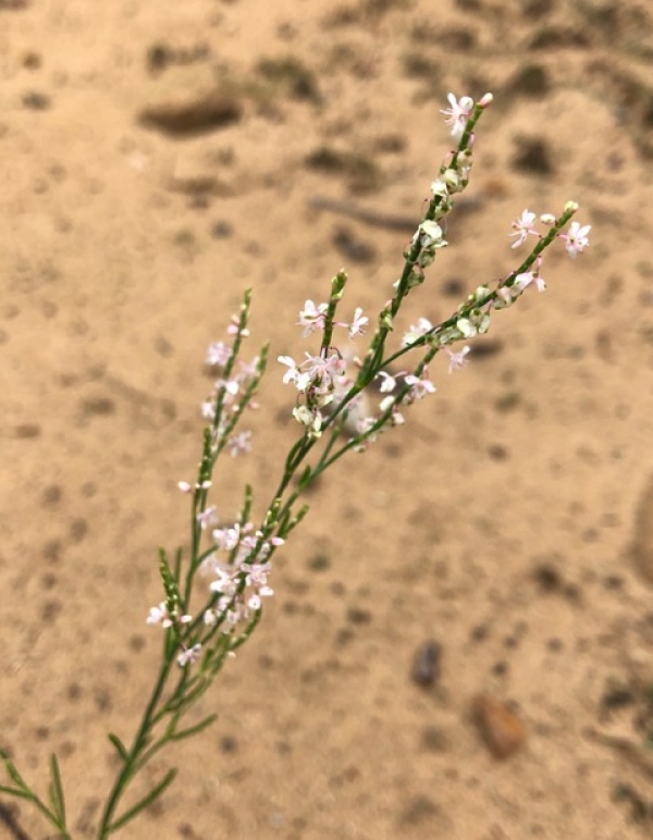 Jointweed [Polygonella articulata]