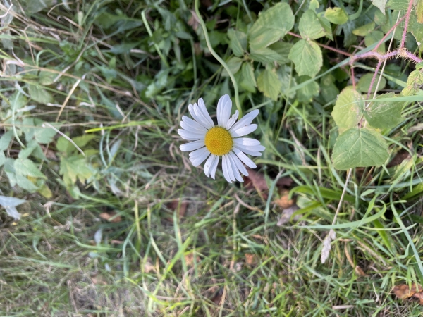 Oxeye Daisy [Leucanthemum vulgare]
