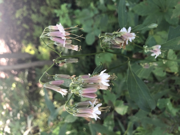 White Rattle-snake-root [Nabalus albus]