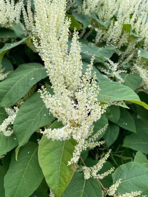 Japanese Knotweed [Polygonum cuspidatum]