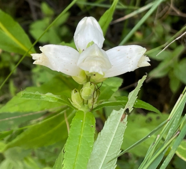 White turtlehead [Chelone glabra]