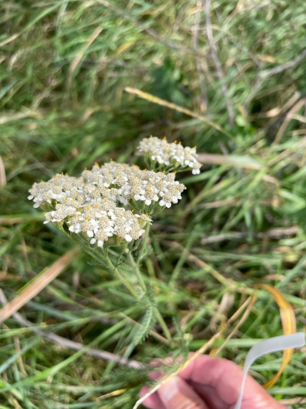 Common Yarrow [Achillea millefolium]