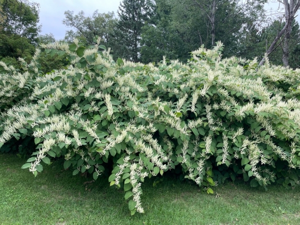 Japanese knotweed [Polygonum cuspidatum]
