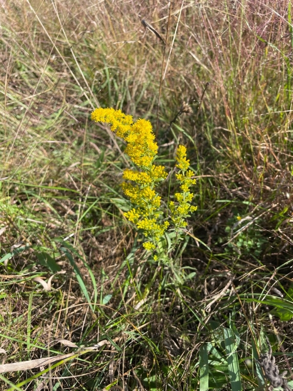 Gray goldenrod [Solidago nemoralis]