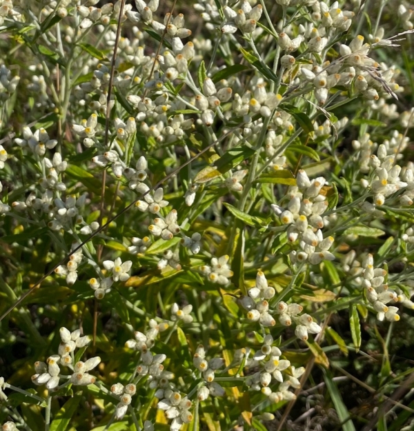 Sweet Everlasting [Pseudognaphalium obtusifolium]